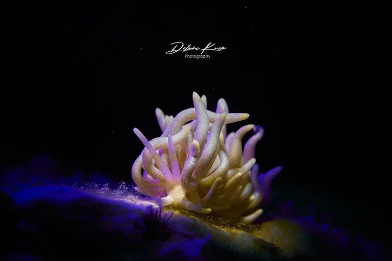 Anémone de mer blanche et violette illuminée dans l'obscurité marine