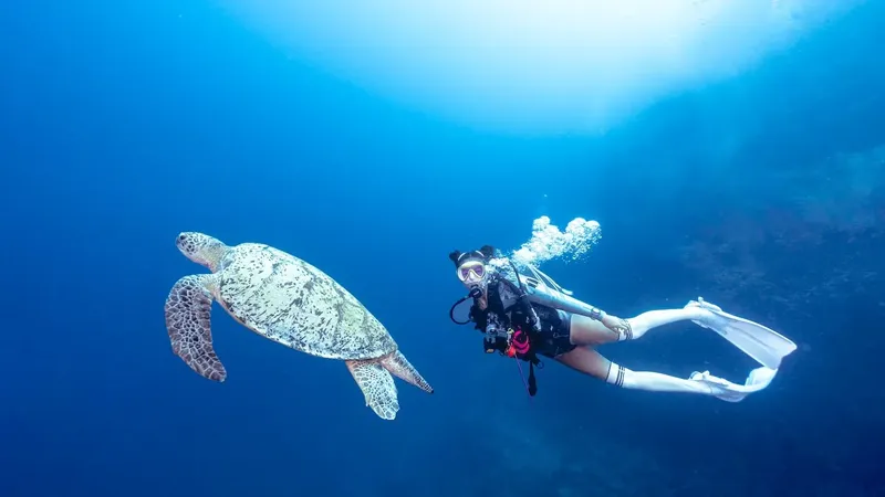Plongeuse nageant à côté d'une tortue marine dans l'eau bleue