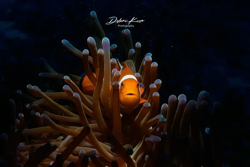 Poisson clown orange se cache dans une anémone de mer lumineuse