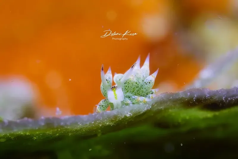 Nudibranche blanche et orange sur une branche corallienne colorée