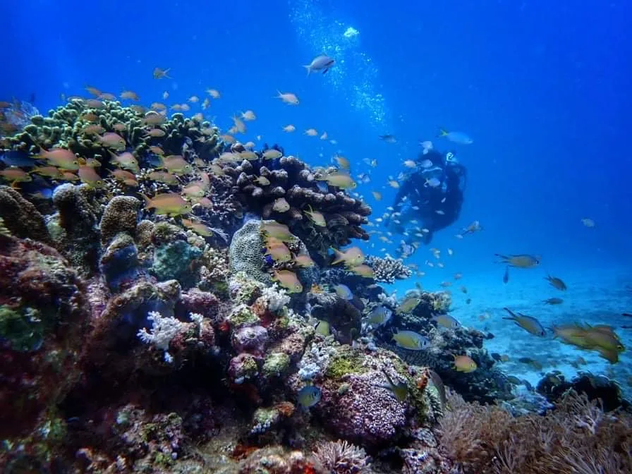 Recif corallien luxuriant avec poissons tropicaux et un plongeur en arrière-plan