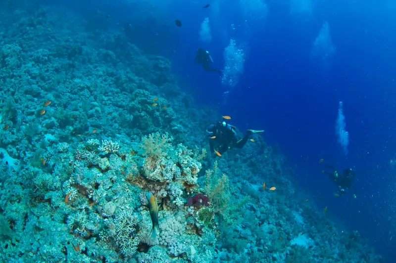 Plongeurs explorent un récif corallien bleu avec des poissons tropicaux