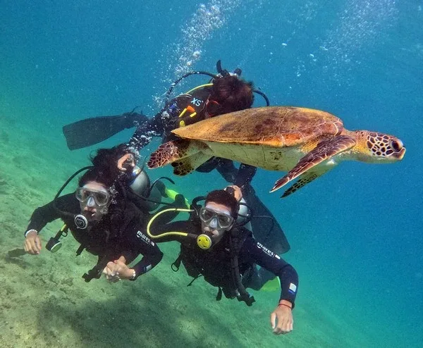Trois plongeurs interagissent avec une tortue marine dans une eau claire
