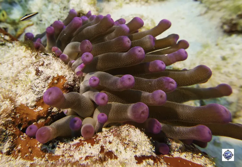 Anémone de mer violette et blanche sur un fond rocheux corallien
