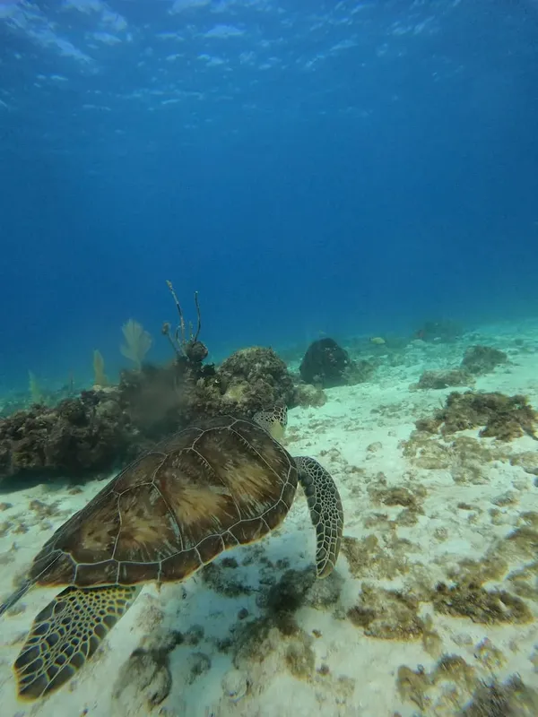 Tortue marine nageant au-dessus d'un fond sablonneux et de coraux clairs
