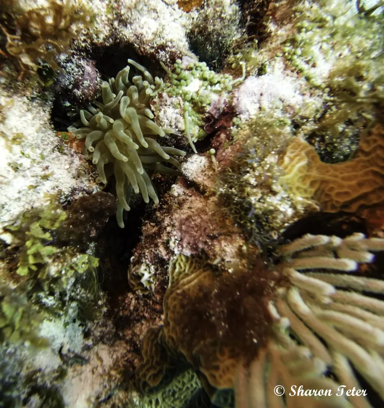 Coraux et anémones de mer colorés sur un fond rocheux
