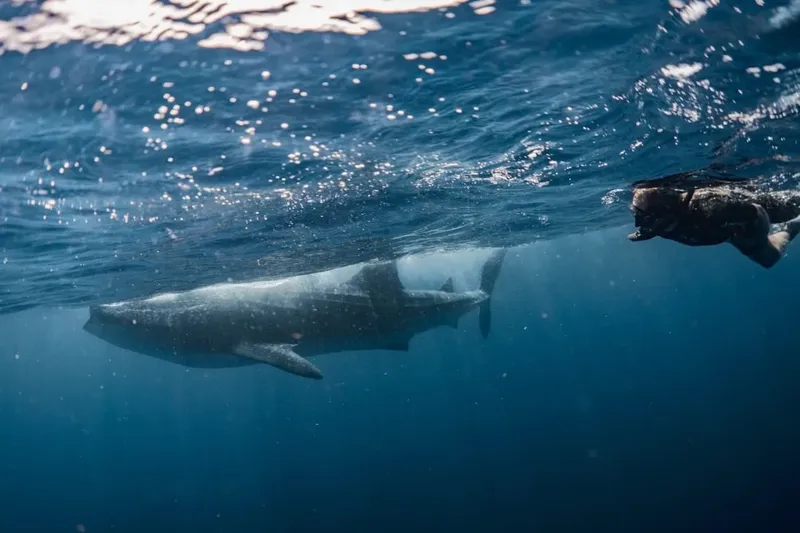 Plongeur nageant à proximité d'un requin baleine dans l'océan