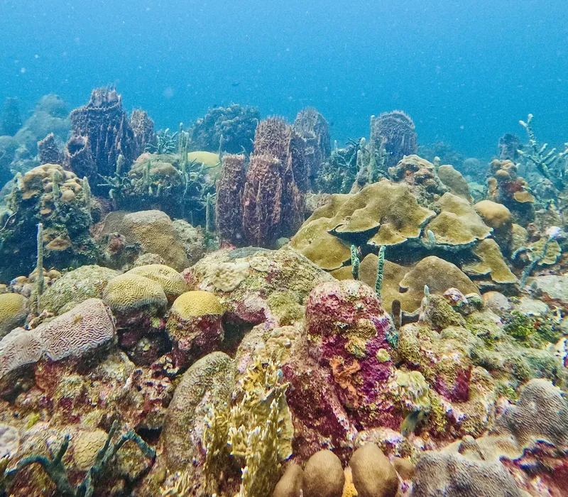 Recif corallien coloré avec des formations rocheuses et de la vie marine