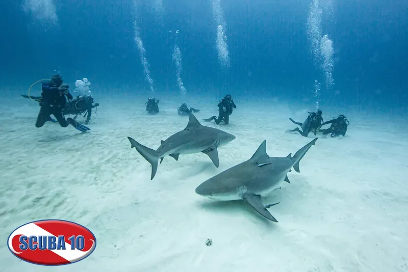 Plongeurs et requins de récif évoluent dans un environnement sous-marin sablonneux