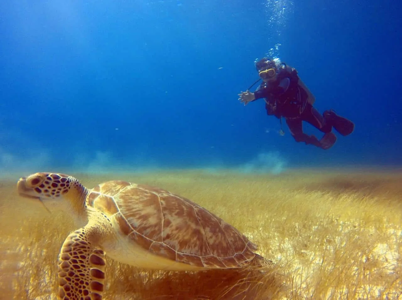 Plongeur et tortue marine évoluent dans un milieu sous-marin bleu