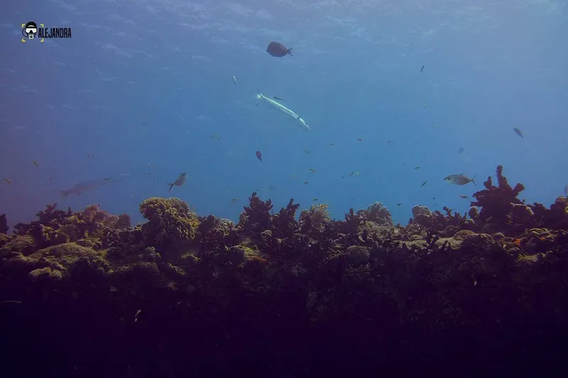 Vue sous-marine d'un récif corallien avec des poissons tropicaux
