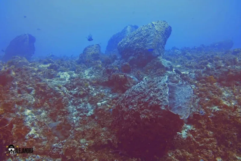 Fond marin rocheux avec coraux et quelques poissons bleus