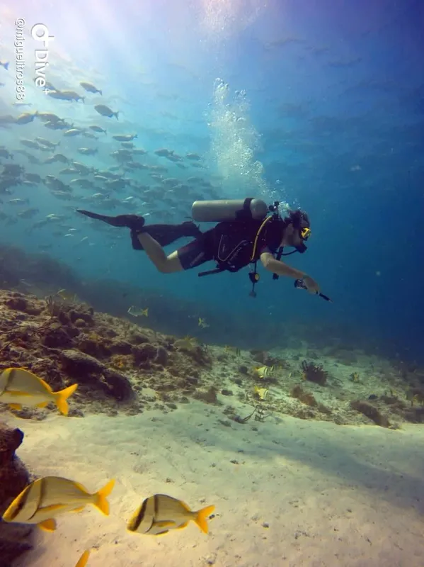 Plongeur explore un récif corallien avec des poissons jaunes et bleus