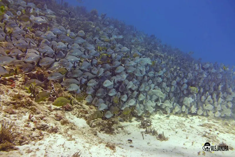 Un banc de poissons gris nage près d'un récifal corallien sableux