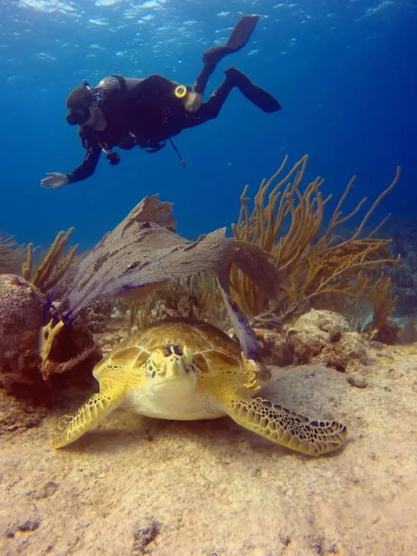 Plongeur et tortue marine nageant au-dessus d'un récif corallien ensoleillé