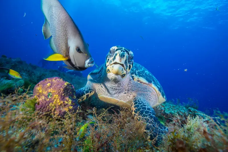 Tortue marine nageant avec un poisson dans un récif corallien