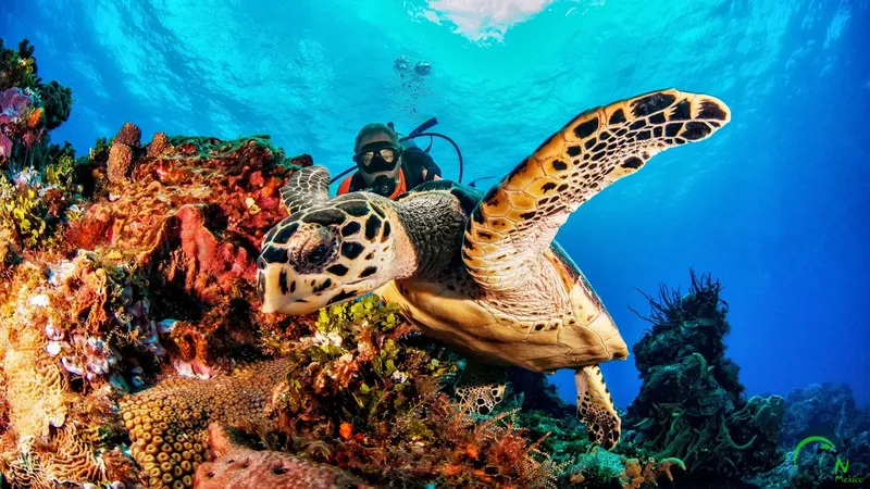 Plongeur nageant avec une tortue de mer au milieu d'un récif corallien