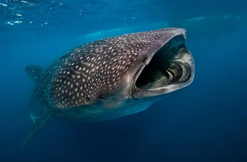 Requin baleine nageant en eaux bleues, bouche grande ouverte, vue rapprochée