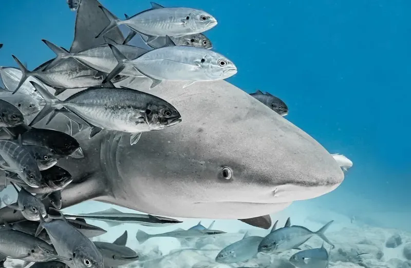 Un requin bouledogue nage avec un banc de carangues argentés