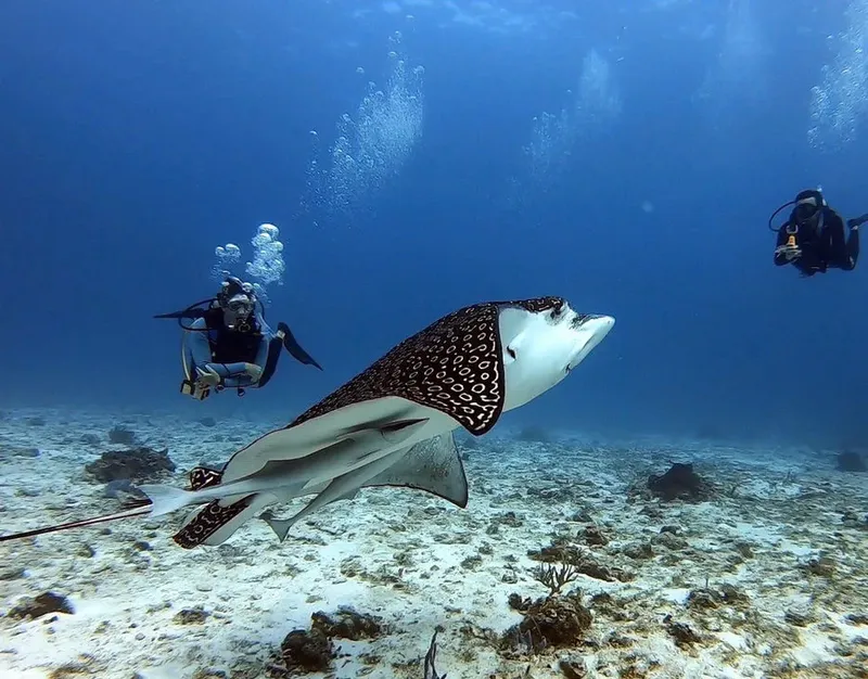 Plongeurs et raie manta évoluent dans un environnement sous-marin bleu