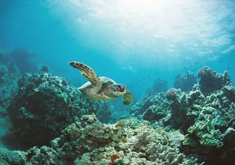Tortue marine nageant au-dessus d'un récifal corallien ensoleillé
