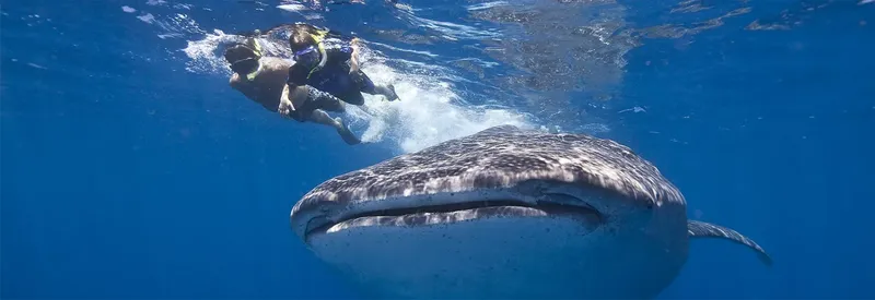 Plongeurs nagent au dessus d'un requin baleine dans l'océan bleu