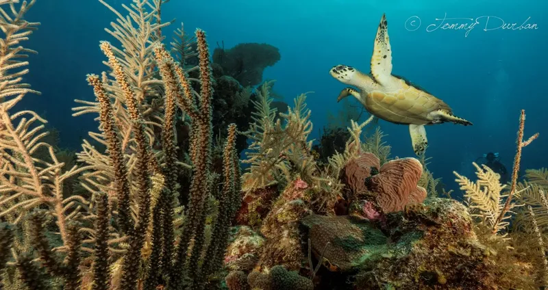 Tortue marine nageant au milieu de coraux et d'éponges colorées