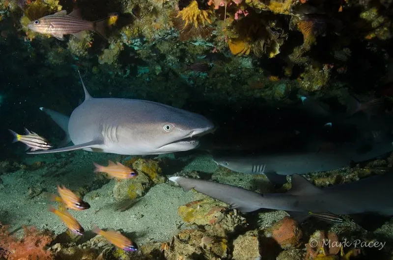 Requin de récif gris nageant avec des poissons colorés dans une grotte