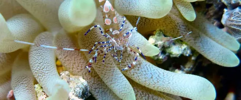 Crevette colorée sur une anémone de mer, macro sous-marine