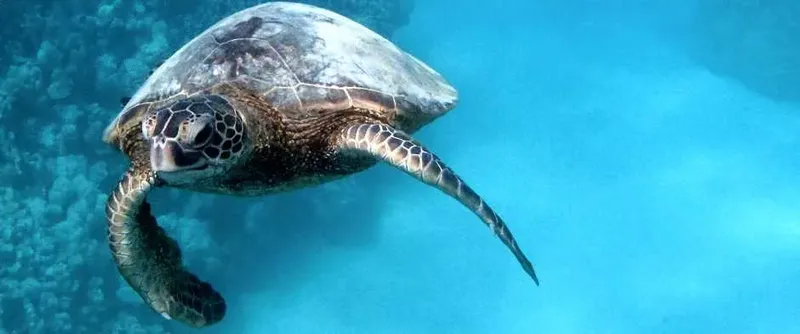 Tortue marine nageant paisiblement dans une eau turquoise et claire