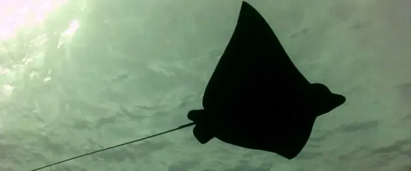Raie manta nageant en eaux claires, vue d'en bas, lumière diffuse