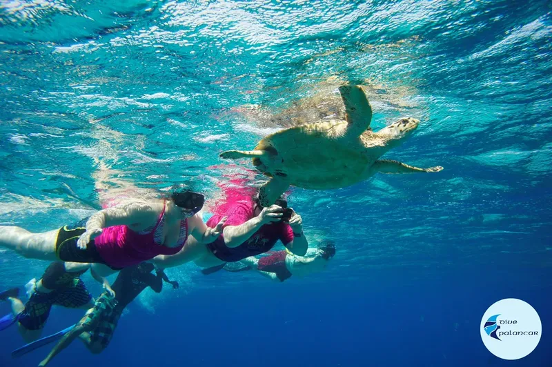 Deux plongeurs interagissent avec une tortue de mer dans l'eau bleue