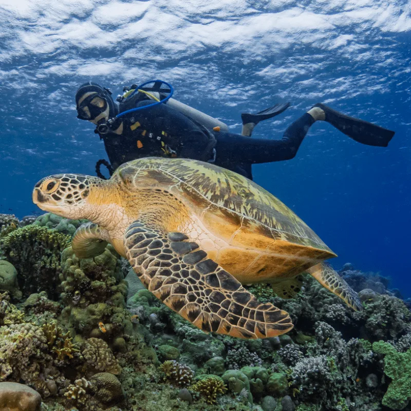 Plongeur suivant une tortue marine au-dessus d'un récif corallien