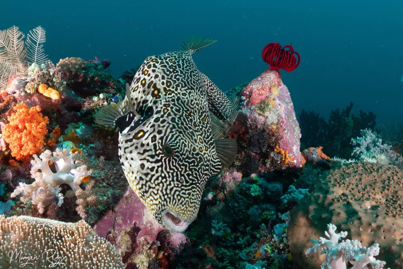 Poisson-ballon tacheté nageant près d'un récif corallien coloré