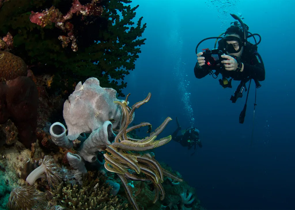 Quo Vadis Dive Resort