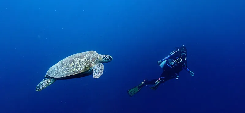 Tortue marine nageant paisiblement avec un plongeur en bleu profond