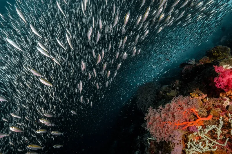 Banc de poissons argentés nageant près d'un récifal corallien coloré