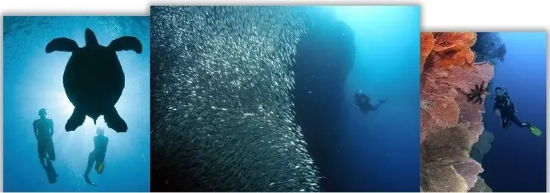 Plongeurs et tortue marine, banc de poissons, corail et plongeur