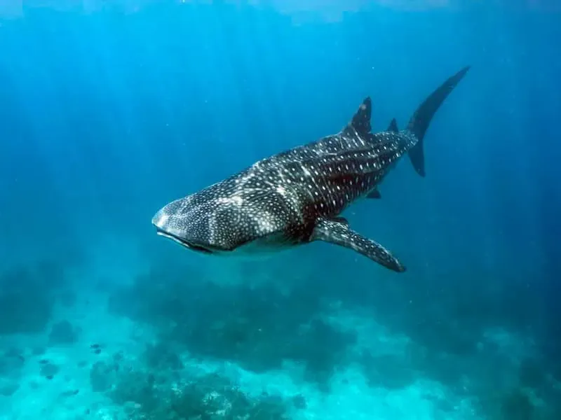 Requin baleine nageant paisiblement dans une eau bleue et claire