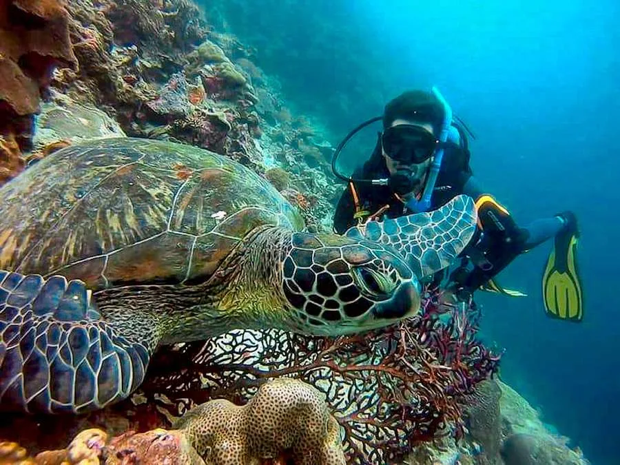 Plongeur face à face avec une tortue marine dans un récif corallien