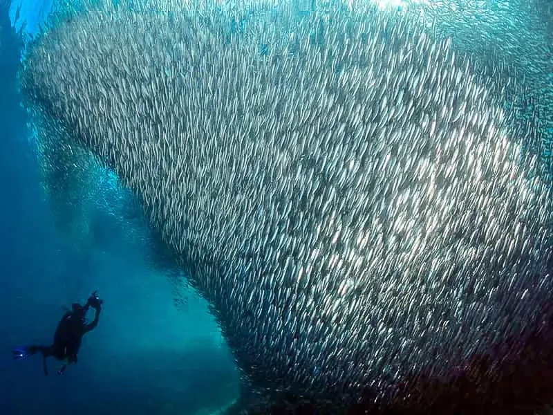 Plongeur observant un immense banc de poissons argentés en mer