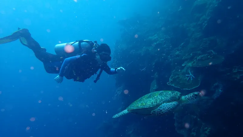 Plongeur interagissant avec une tortue de mer dans un récif corallien