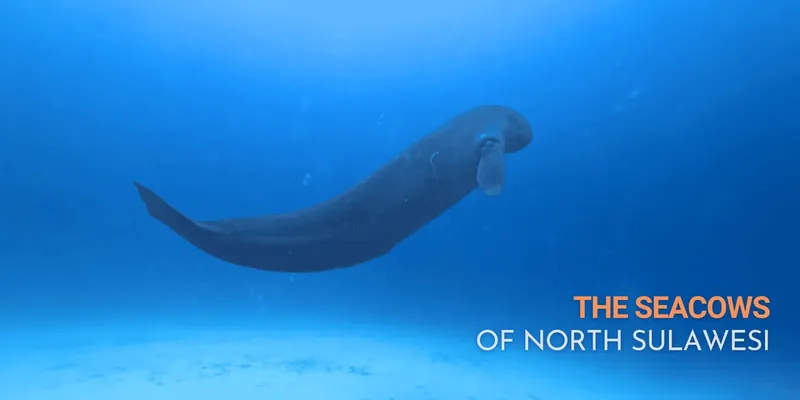 Dugong nageant dans l'eau bleue avec texte en bas à droite