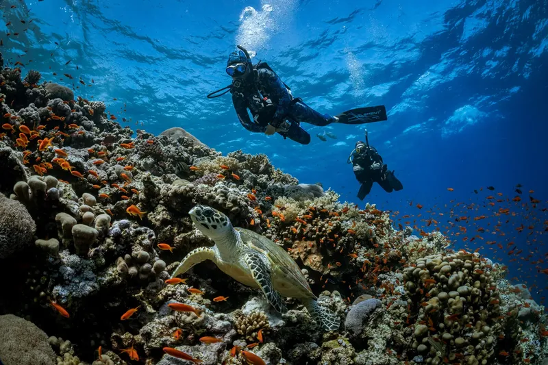 Plongeurs explorent un récif corallien avec une tortue et des poissons