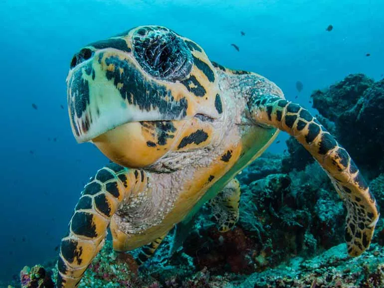 Tortue marine nageant paisiblement dans un récif corallien ensoleillé