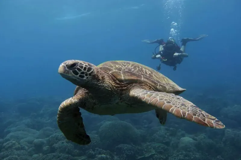 Tortue marine nageant paisiblement avec un plongeur en arrière-plan
