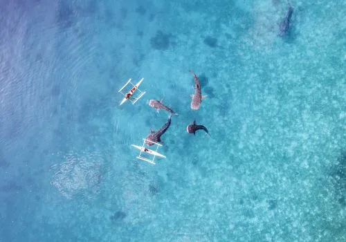 Vue aérienne de nageurs avec des requins baleines dans l'eau turquoise