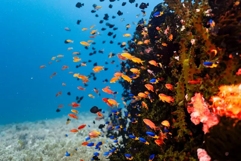 Banc de poissons colorés nageant autour d'une formation rocheuse corallienne