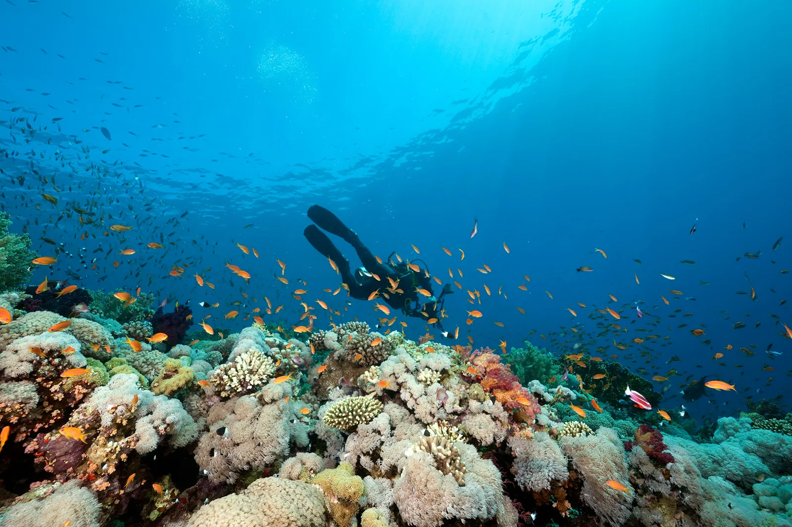 Plongeur explore un récif corallien peuplé de nombreux poissons colorés