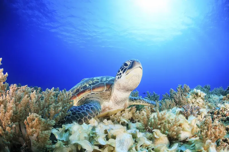 Tortue marine nageant au-dessus d'un récifal corallien ensoleillé